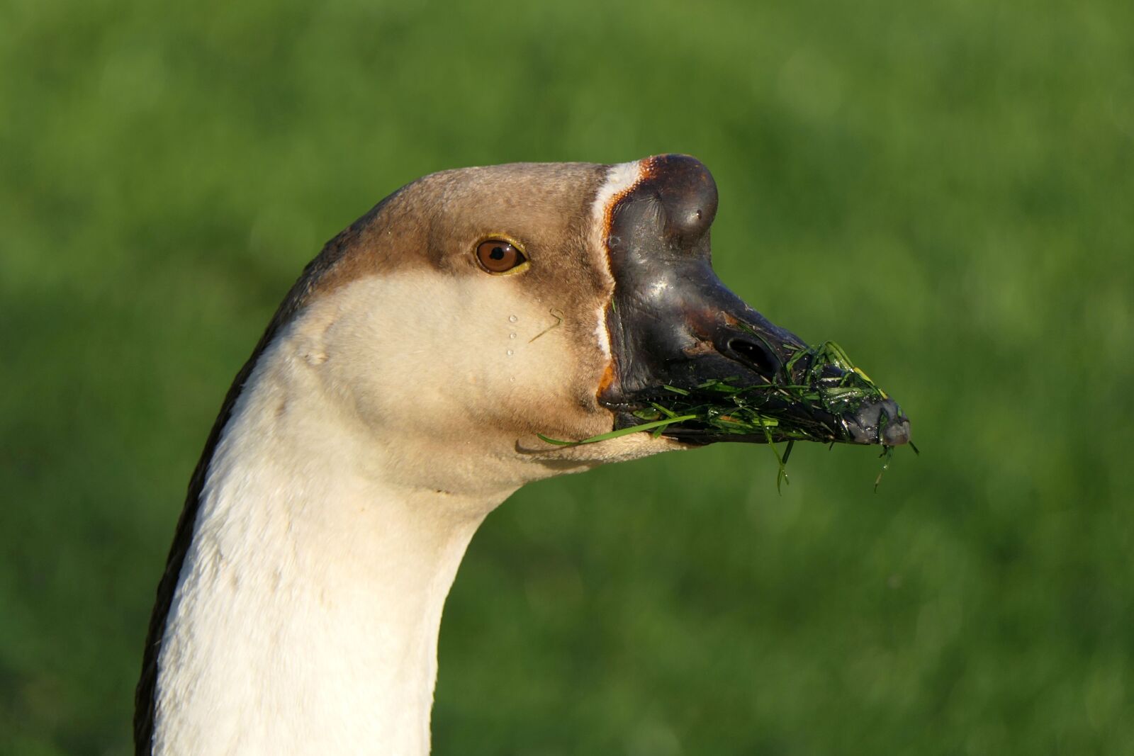 Panasonic Lumix DMC-FZ2500 (Lumix DMC-FZ2000) sample photo. Goose, bill, portrait photography