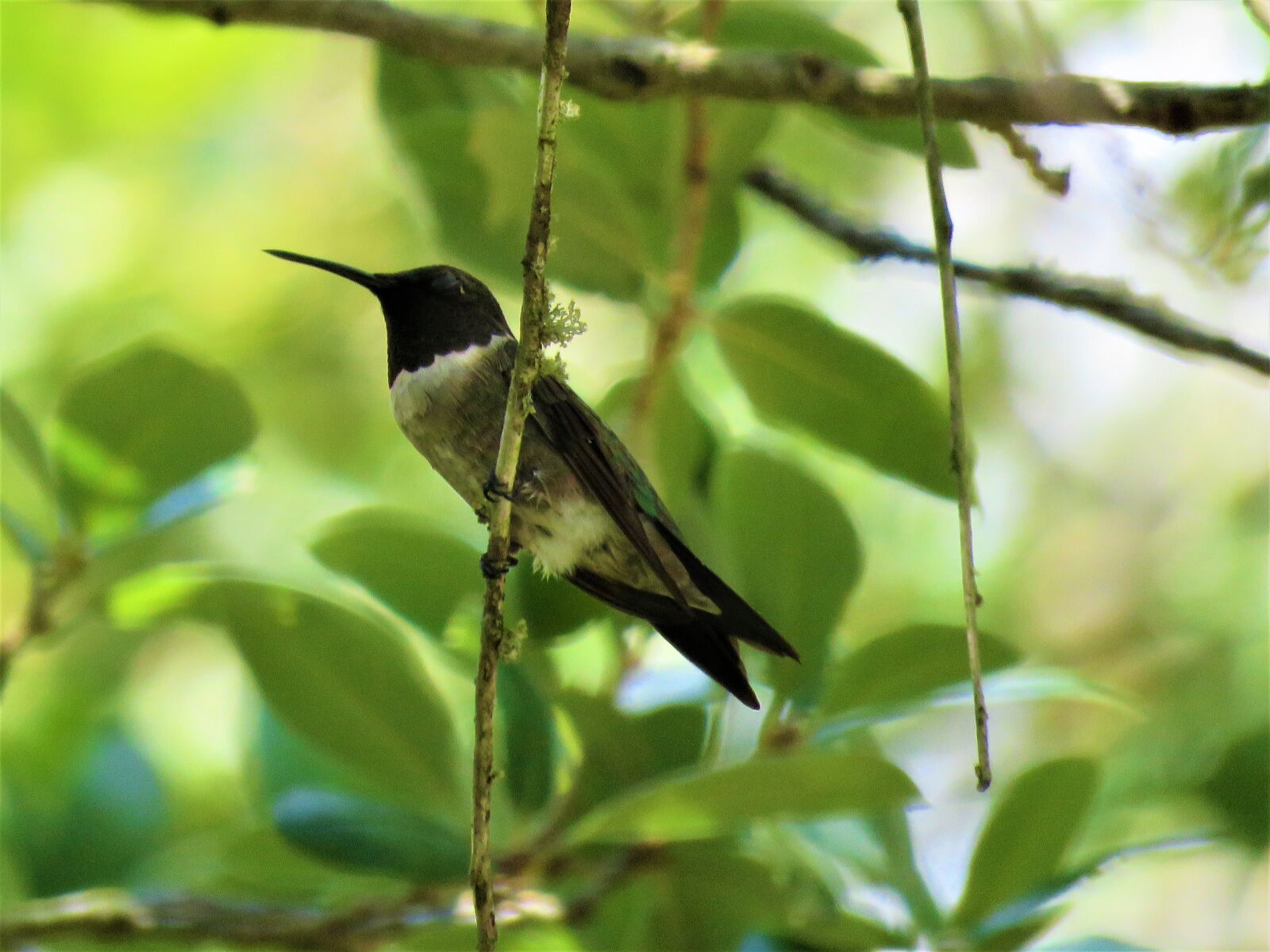 Canon PowerShot SX60 HS sample photo. Bird, tree, silhouette photography