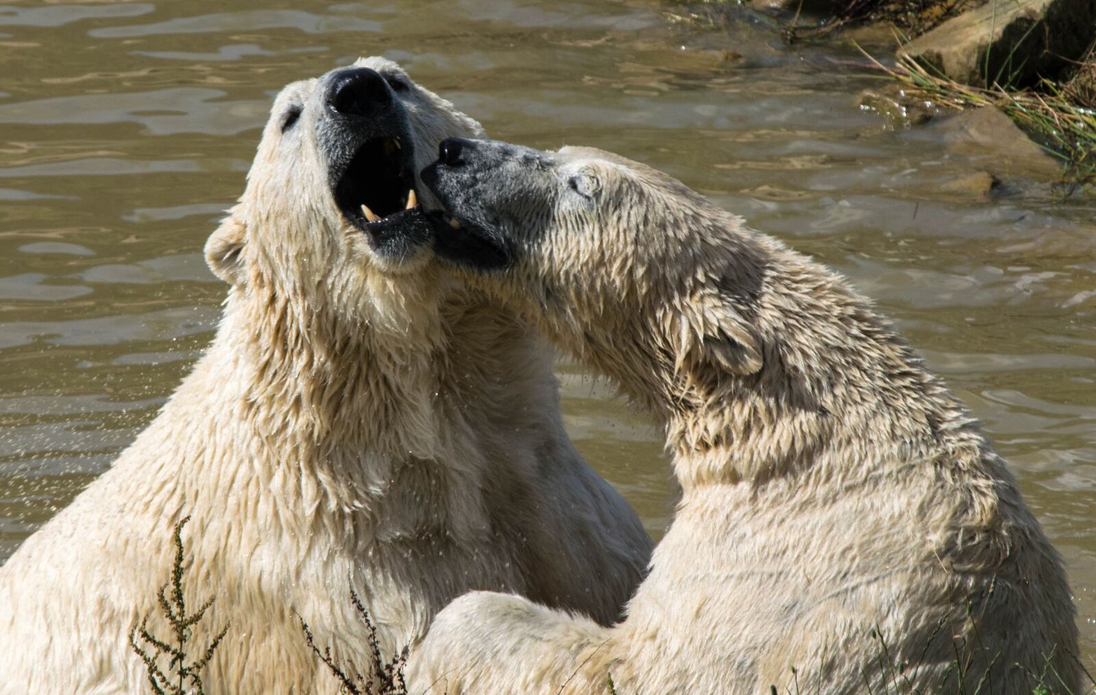 Nikon D3300 sample photo. Polar bear, bear, zoo photography