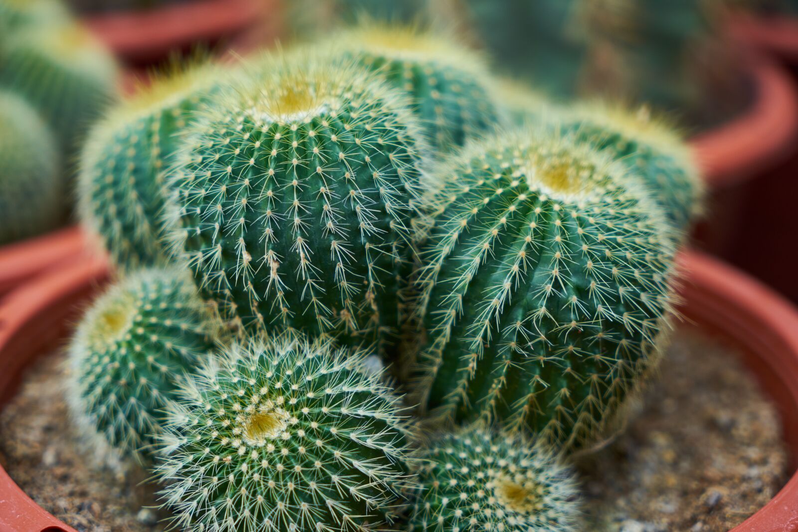 Sony a7R II sample photo. Cactus, dea, needle photography