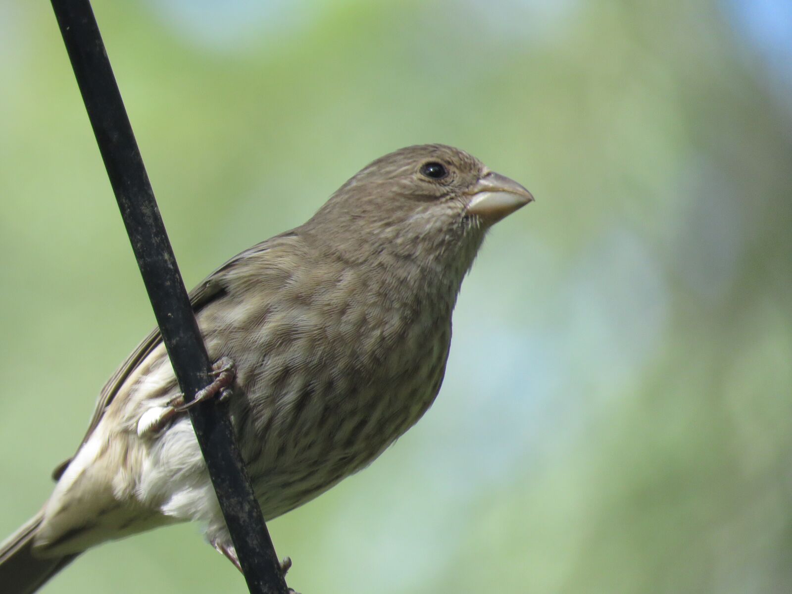 Canon PowerShot SX60 HS sample photo. Bird, close up, wildlife photography