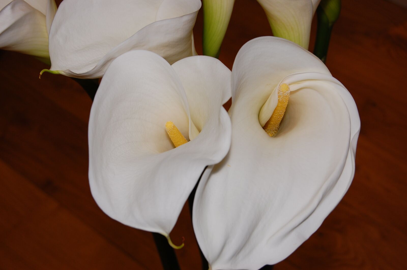 Nikon D40 sample photo. Lily, double head, flowers photography