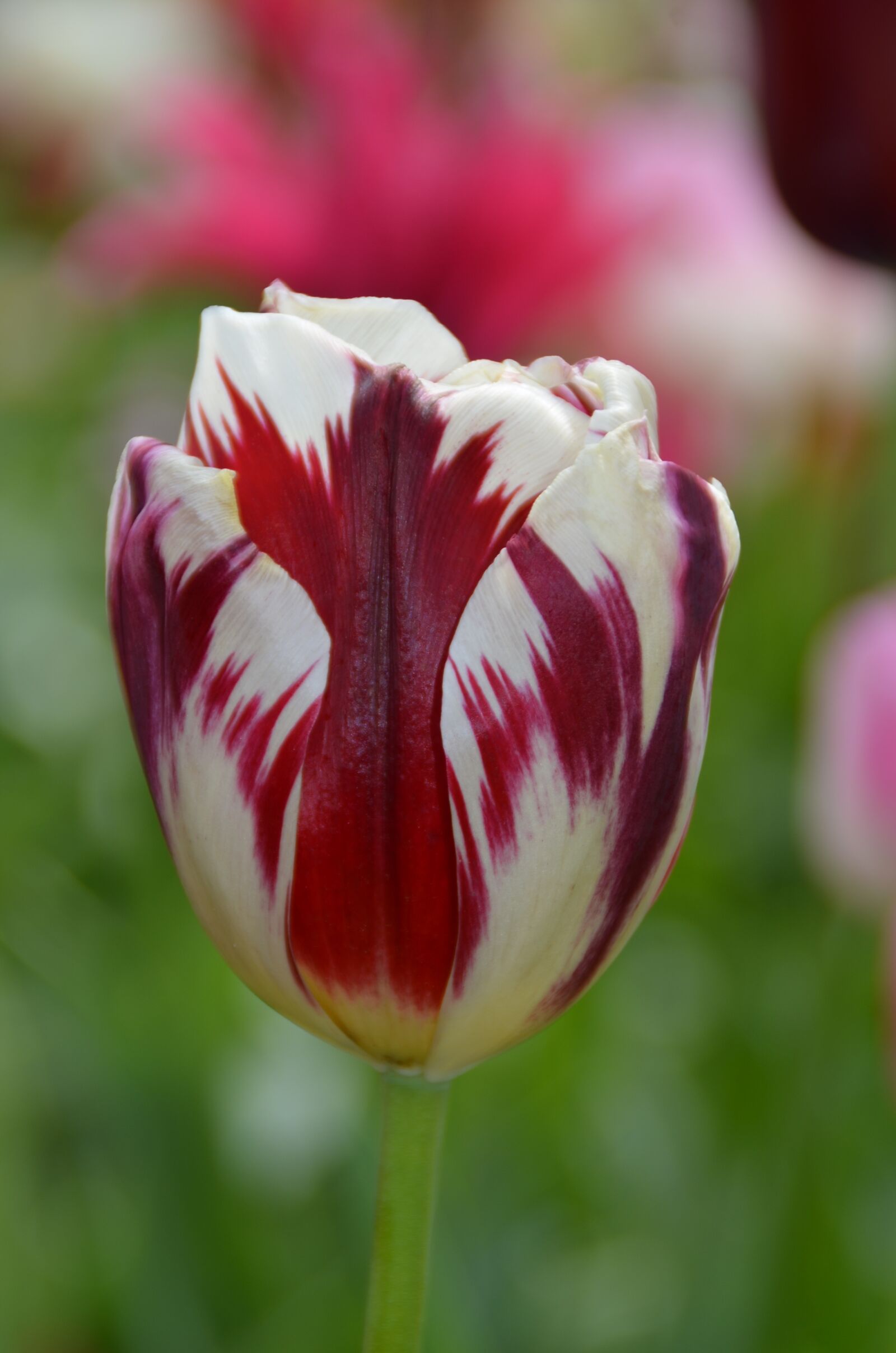 Nikon D5100 sample photo. Tulip, red, white photography