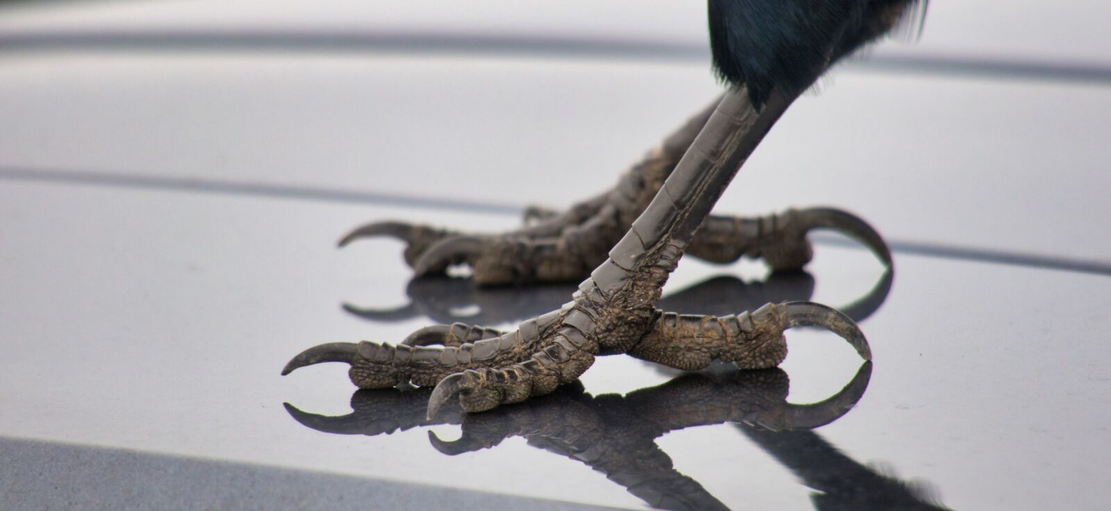 Canon PowerShot G3 X sample photo. Raven, ten, claw photography