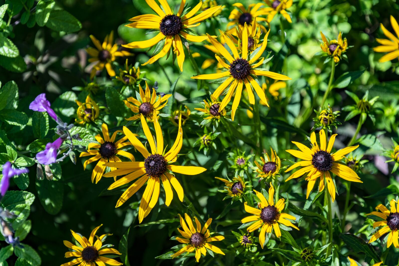 Nikon D3400 sample photo. Yellow, flower, spring photography