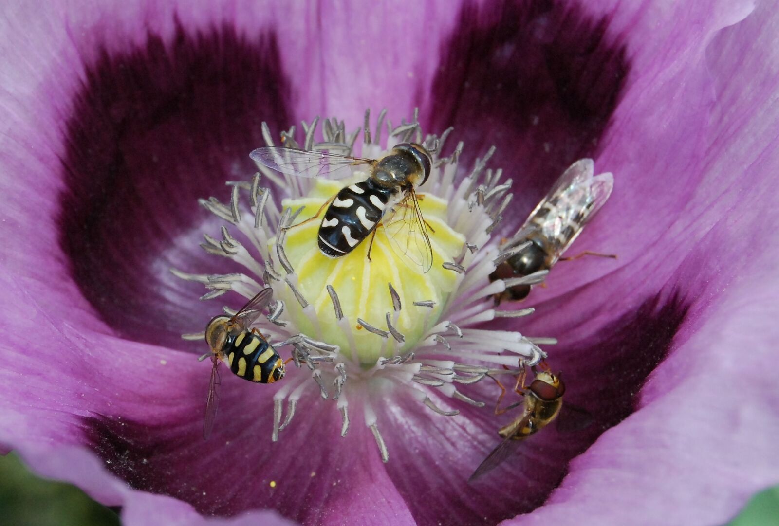 Nikon D80 sample photo. Hover fly, insect, close-up photography