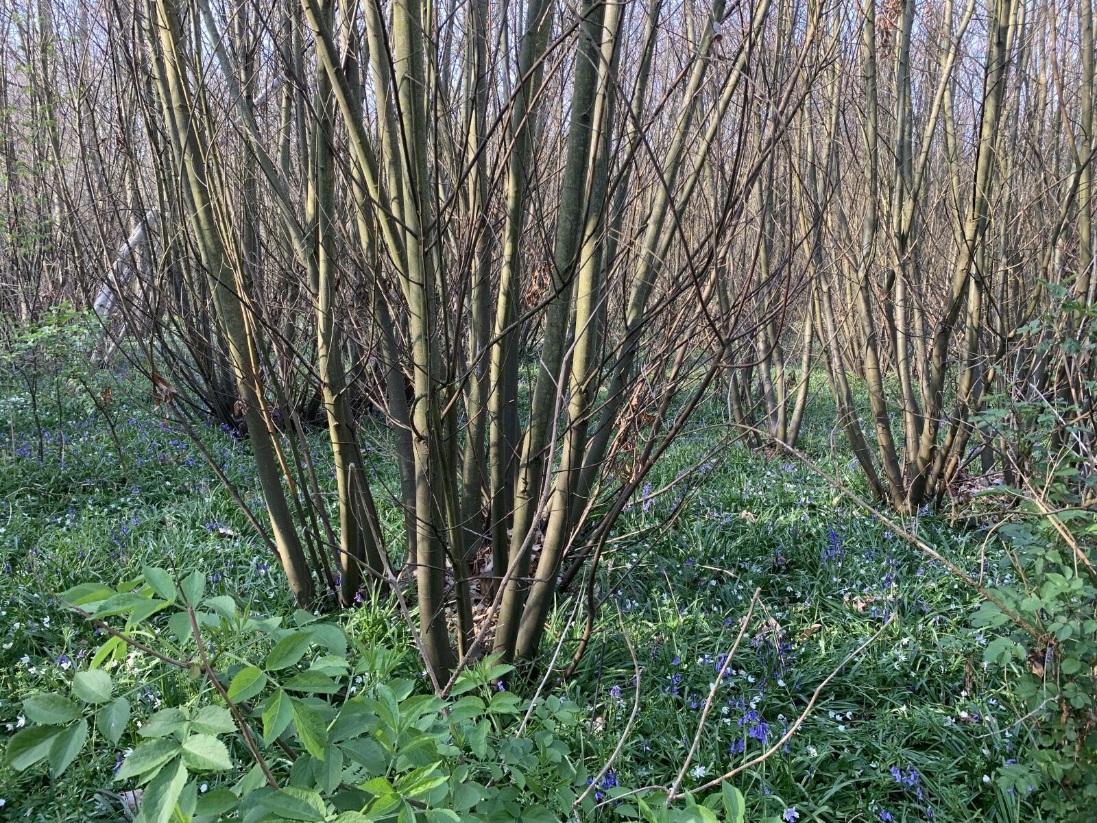 Apple iPhone XR sample photo. Woodland, coppice, bluebells photography