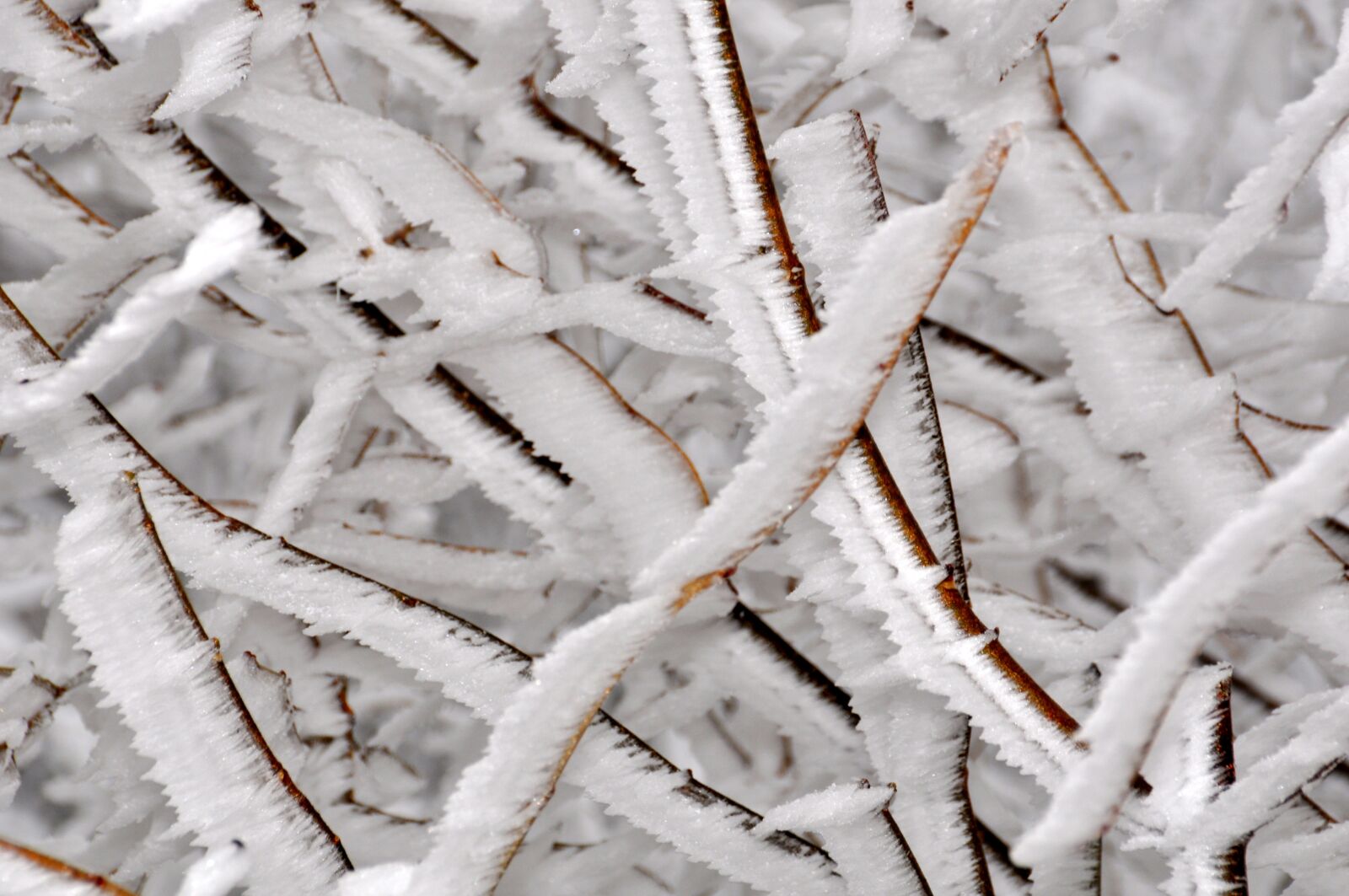 Nikon D90 sample photo. Frost, cold, snow photography