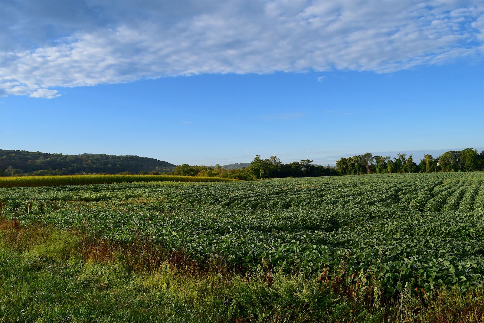 Nikon D3300 sample photo. Sunrise, field, sky photography