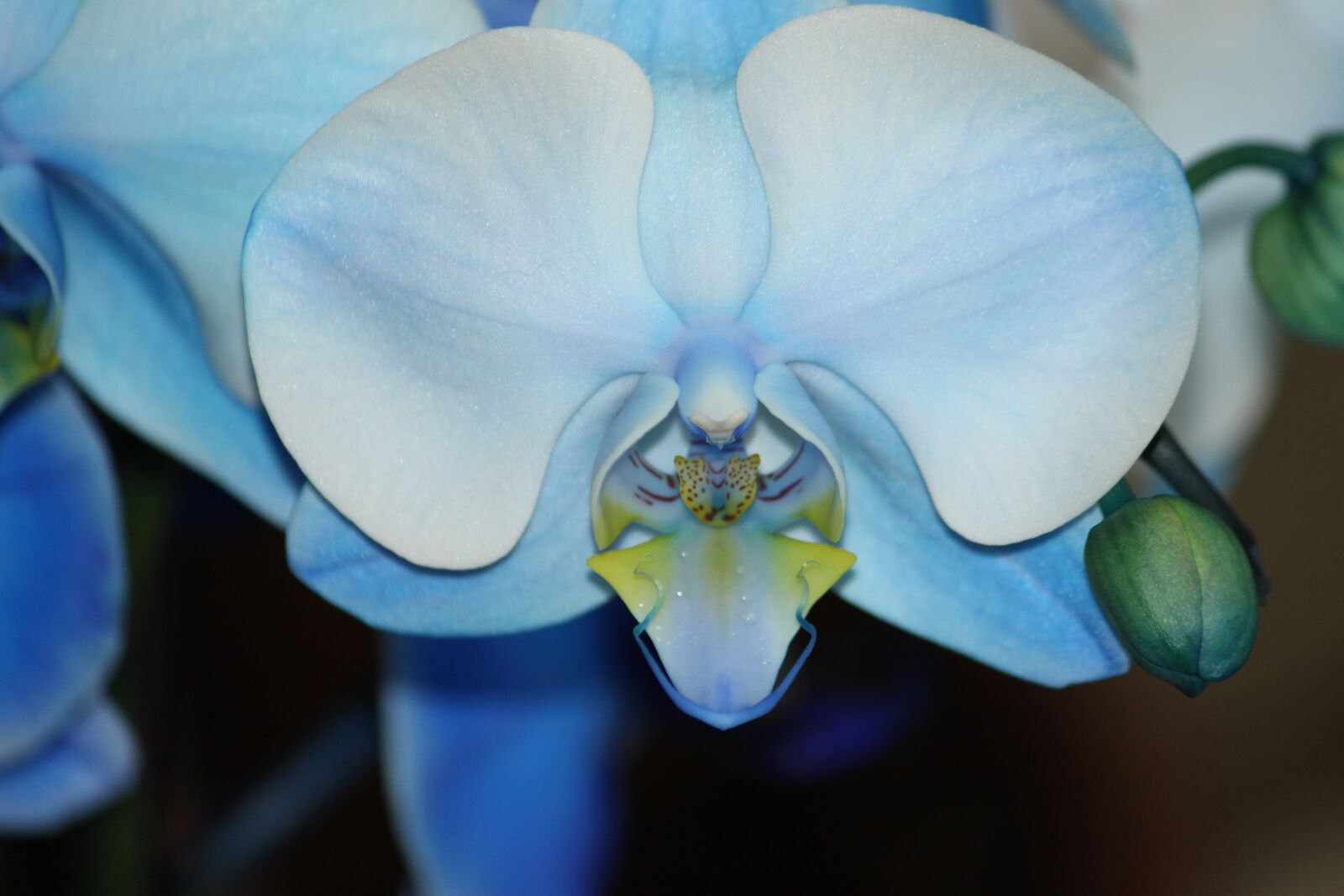 Canon EOS 50D sample photo. Flower, nature, plant photography