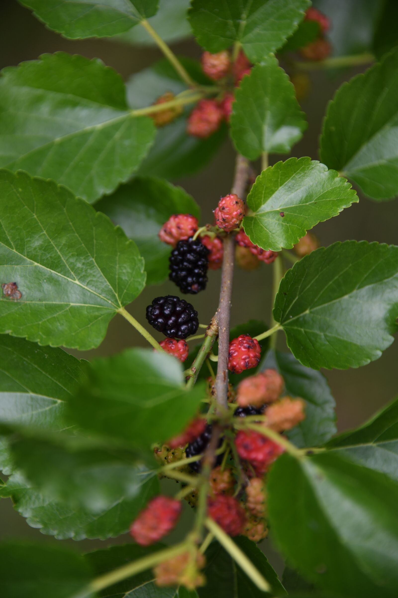 Nikon D850 sample photo. Mulberry, tree, fruit photography