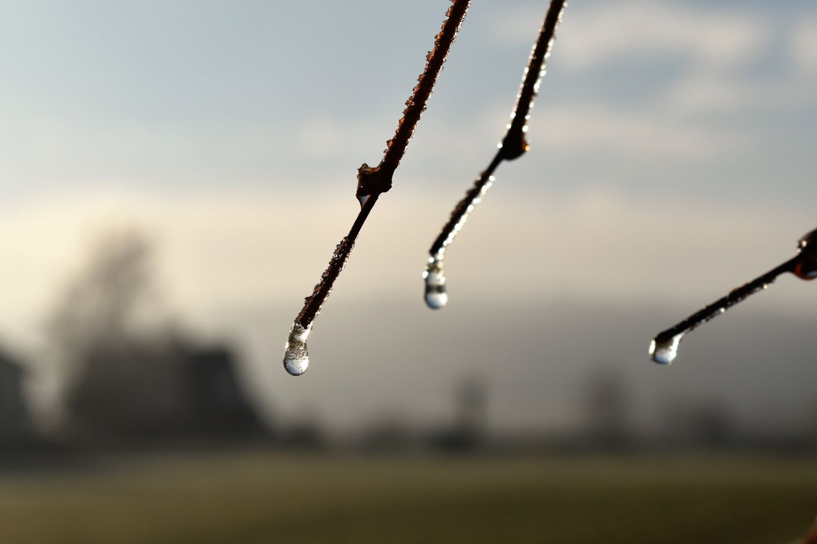 Nikon D5500 sample photo. Drip, dew, dewdrop photography