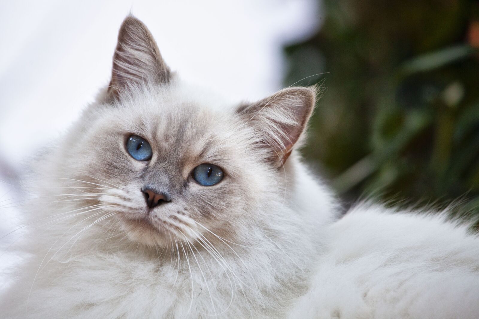 Canon EOS 5D Mark II sample photo. Cat, feline, nature photography