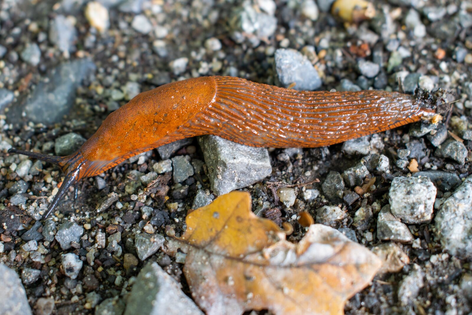 Nikon D5300 sample photo. Slug, snail, mucus photography