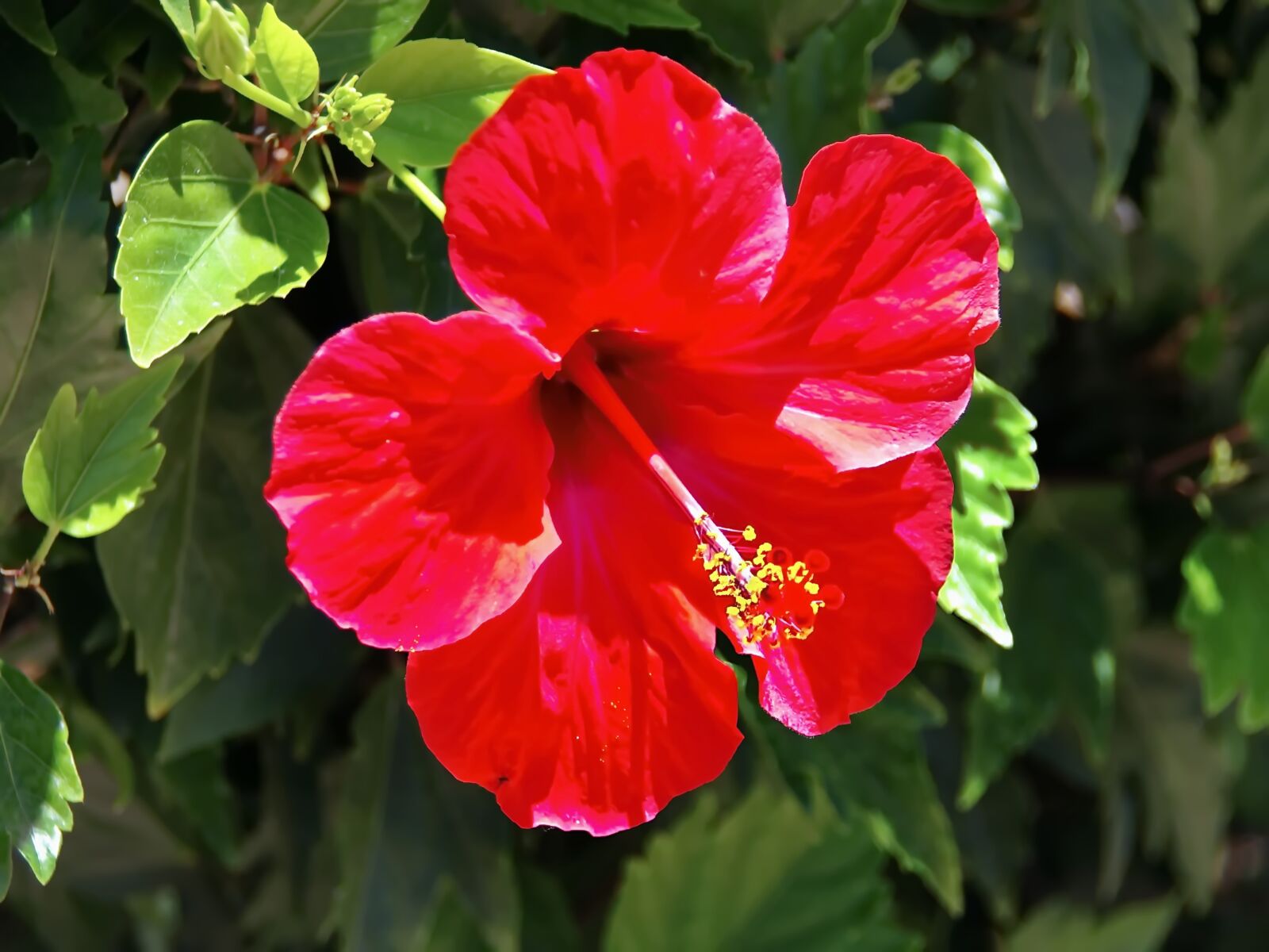 Pentax K-5 sample photo. Hibiscus, hibiscus syriacus, flower photography