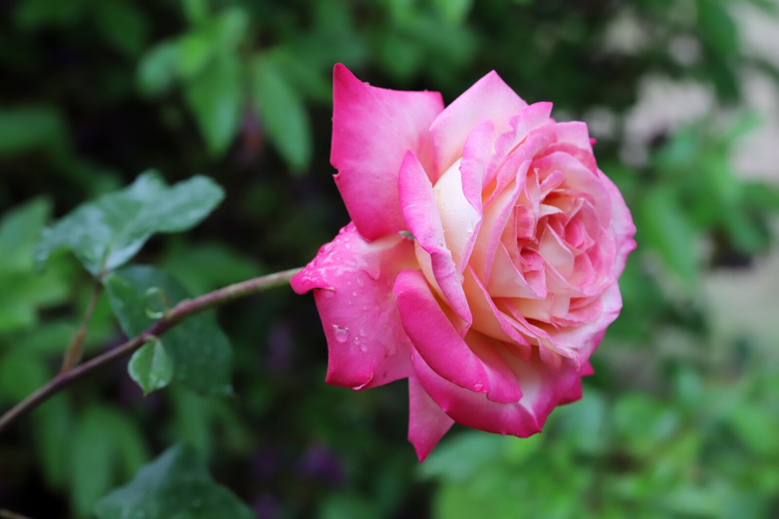Canon EOS 6D Mark II sample photo. Rose, petal, flowers photography