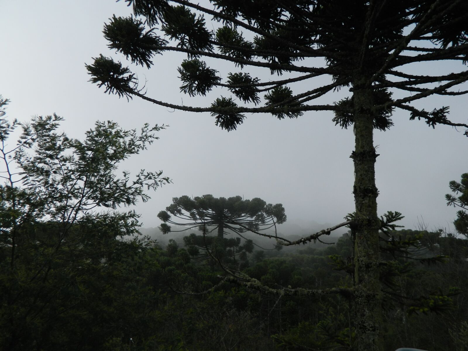 Nikon Coolpix L120 sample photo. Araucaria, pinheiro, tree photography