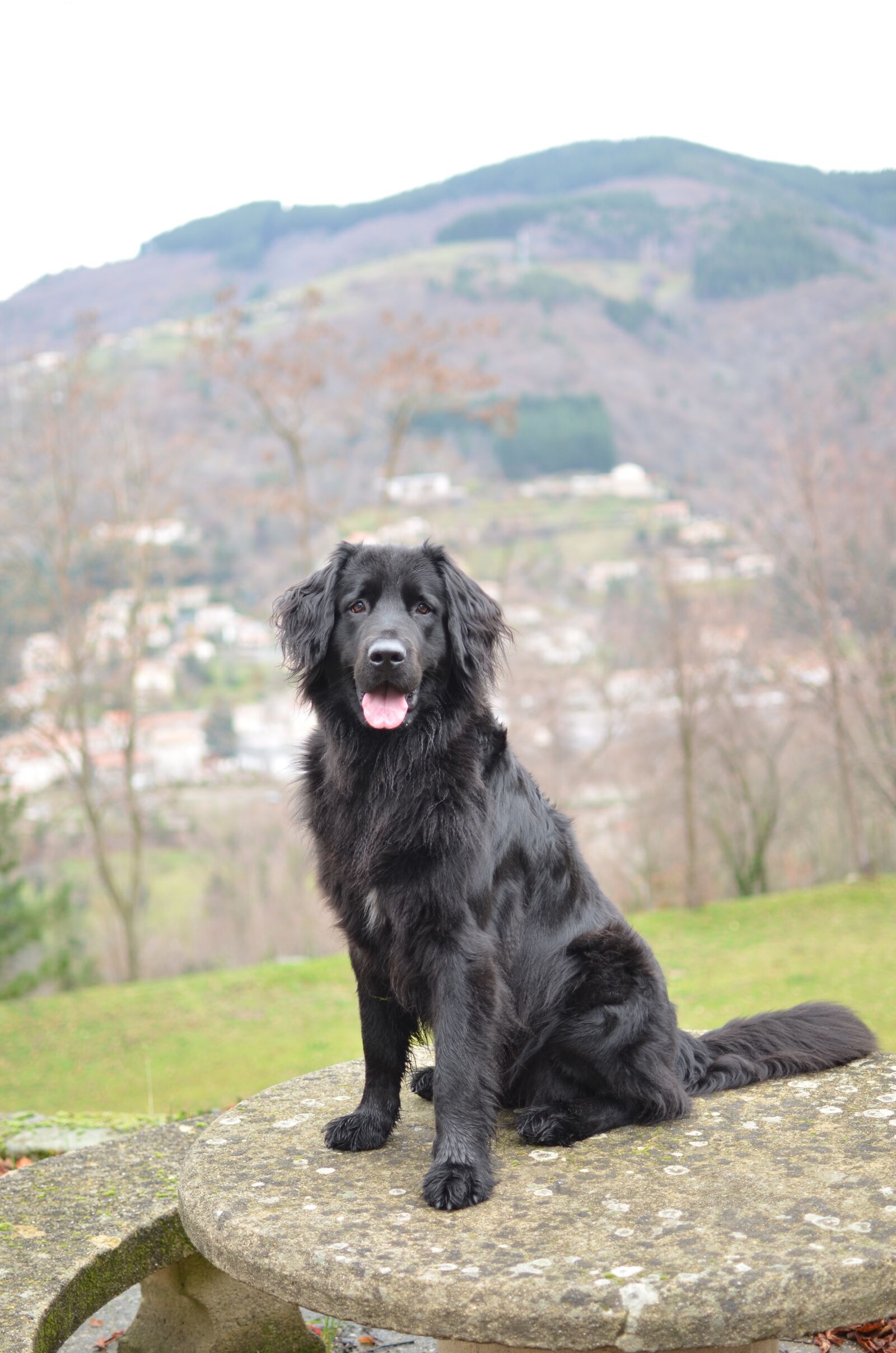 Nikon D5100 sample photo. Dog, portrait, animal photography