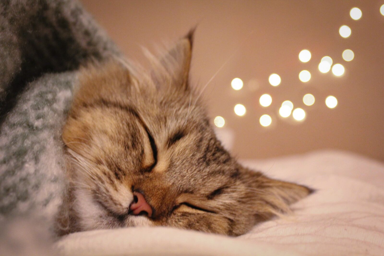Canon EOS 550D (EOS Rebel T2i / EOS Kiss X4) sample photo. Cat, tired, sleep photography