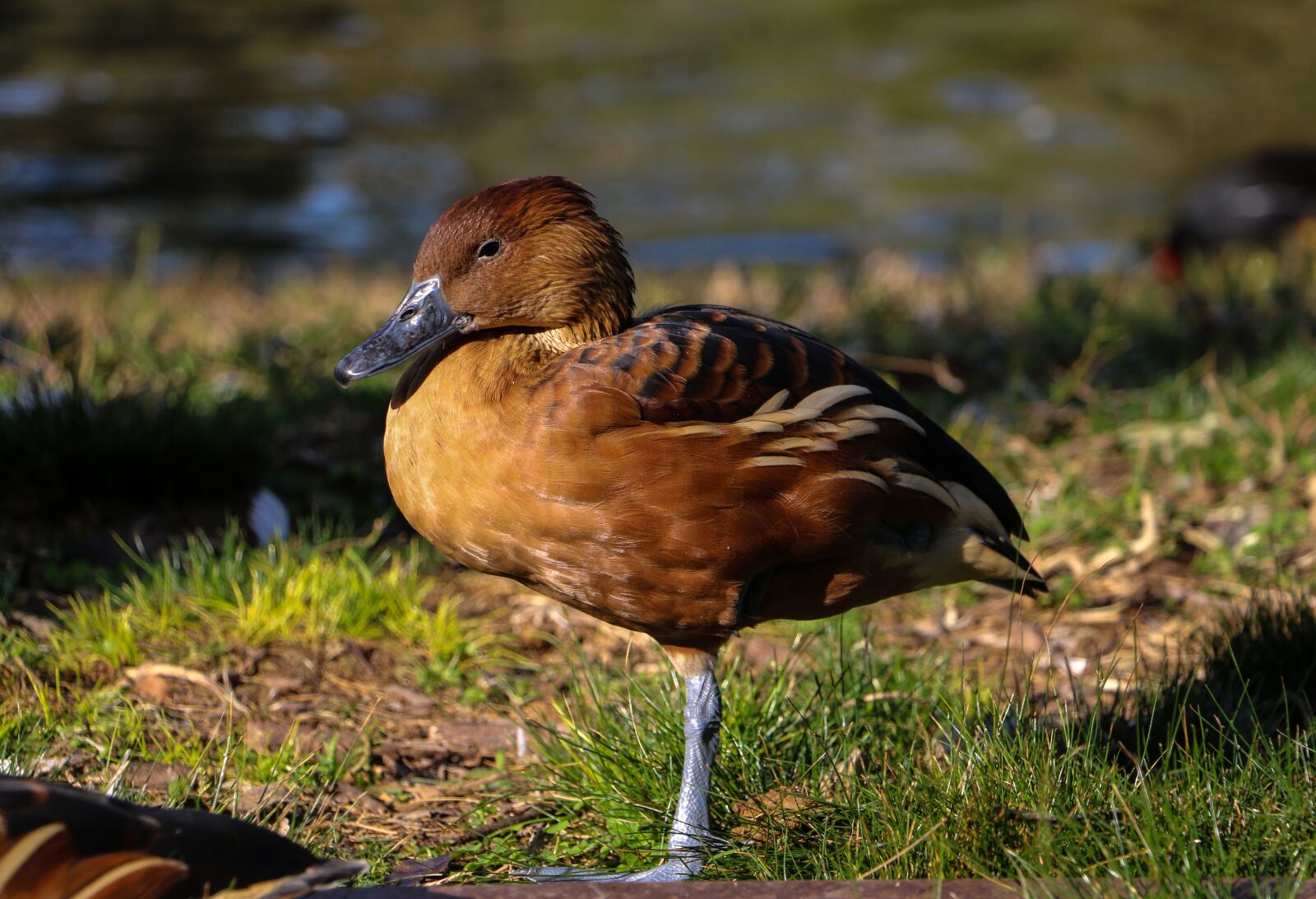 Canon EOS 70D sample photo. Duck, colors, water photography