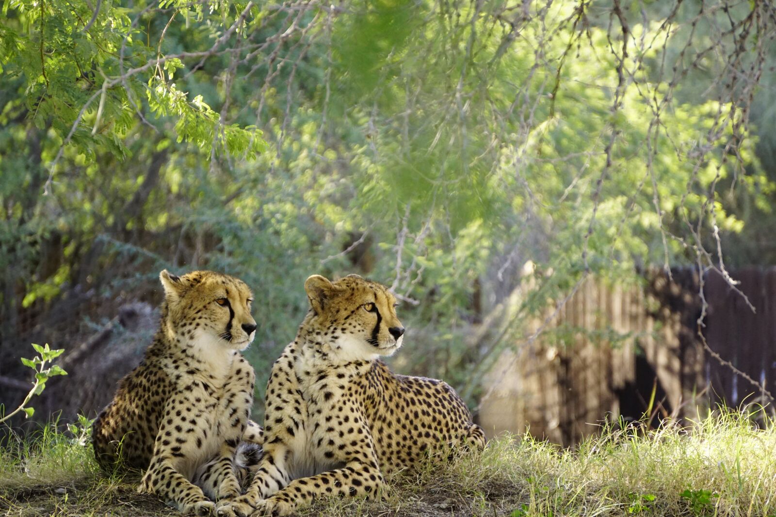 Sony E 55-210mm F4.5-6.3 OSS sample photo. Cheetah, nature, wildlife photography