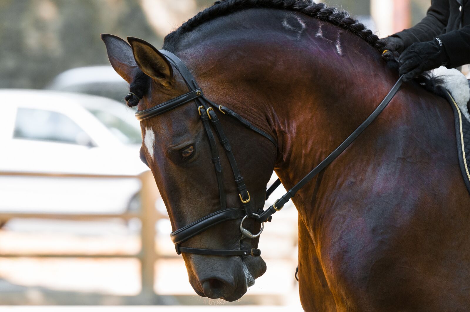 Nikon D300S sample photo. Horse, contest, head photography