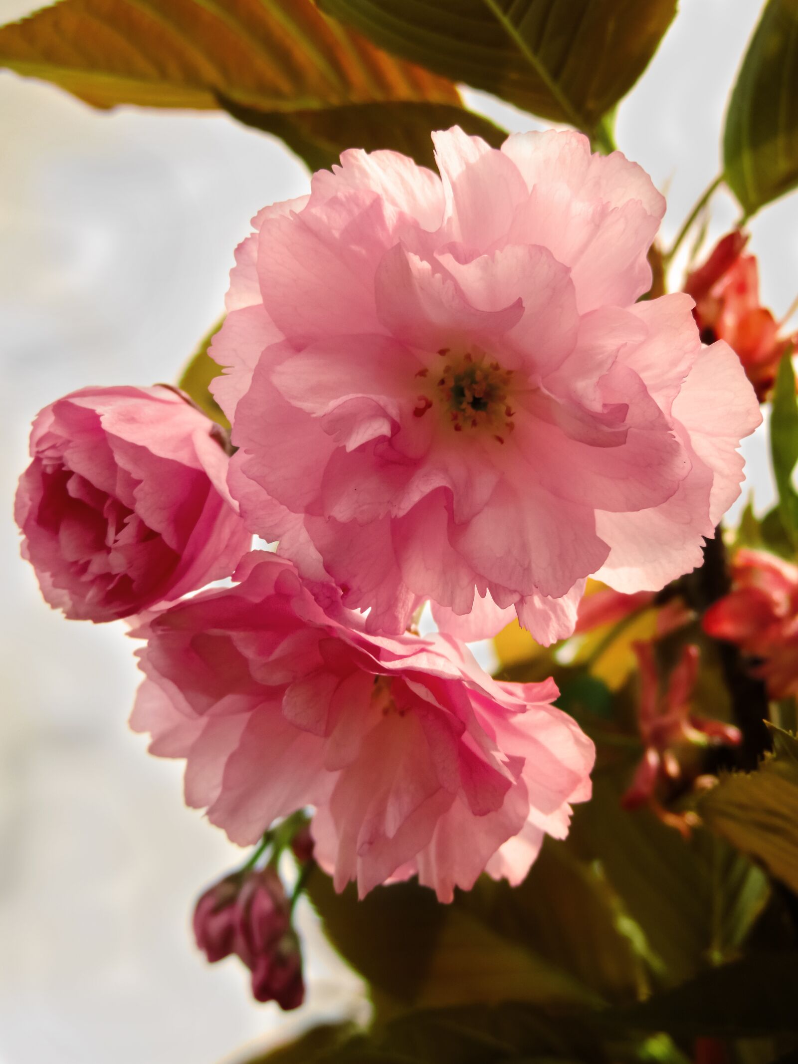 Nikon Coolpix P520 sample photo. Flower, spring, cherry photography