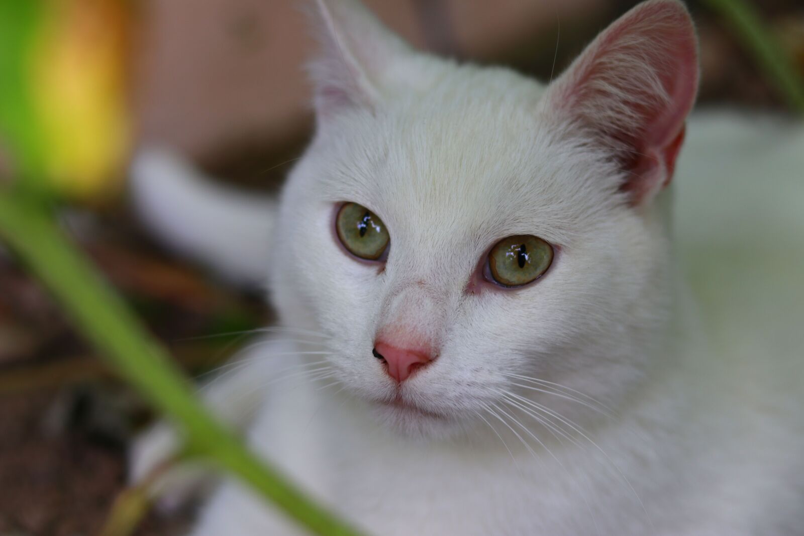 Canon EOS 80D + Canon EF 50mm F1.8 STM sample photo. Cute, cat, pet photography
