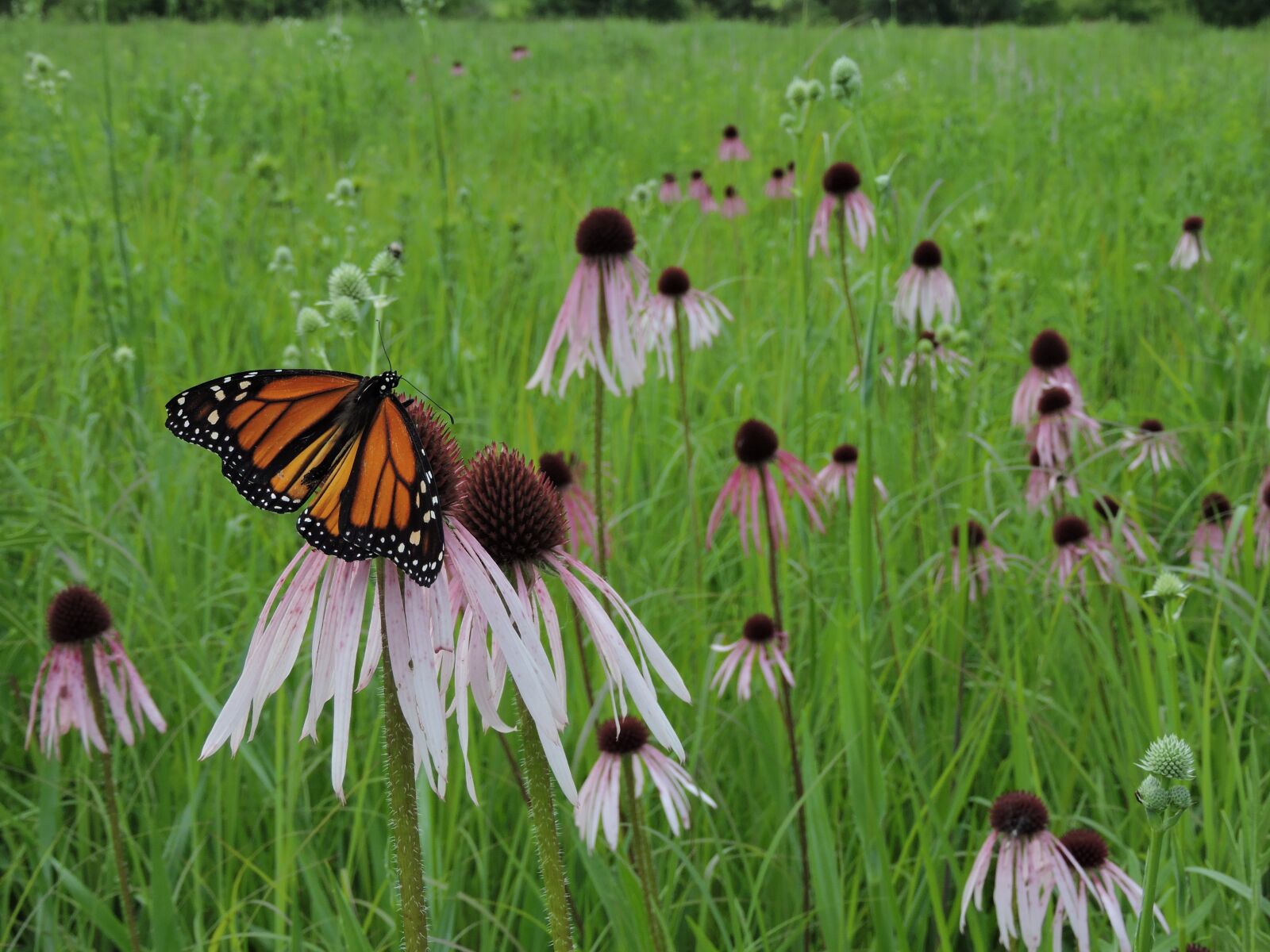 Nikon Coolpix P600 sample photo. Butterfly, monarch, field photography