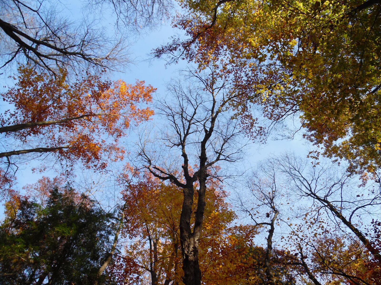 Samsung WB35F/WB36F/WB37F sample photo. Trees, leaves, fall photography
