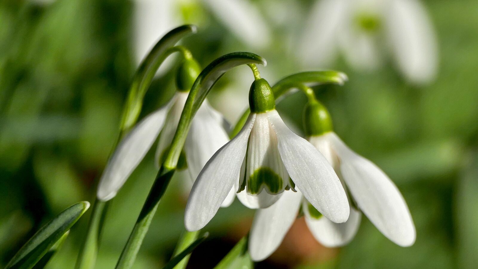 Panasonic Lumix DMC-FZ1000 sample photo. Nature, flower, snowdrop photography
