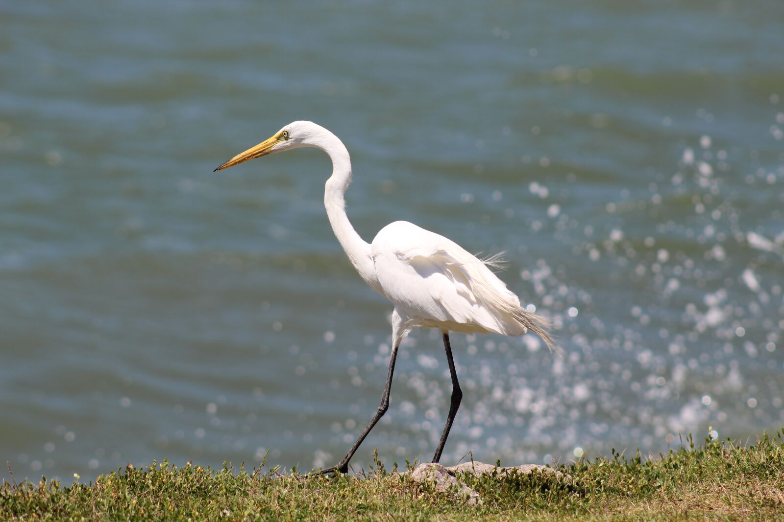 Canon EOS 1300D (EOS Rebel T6 / EOS Kiss X80) sample photo. Great white heron, waterfowl photography