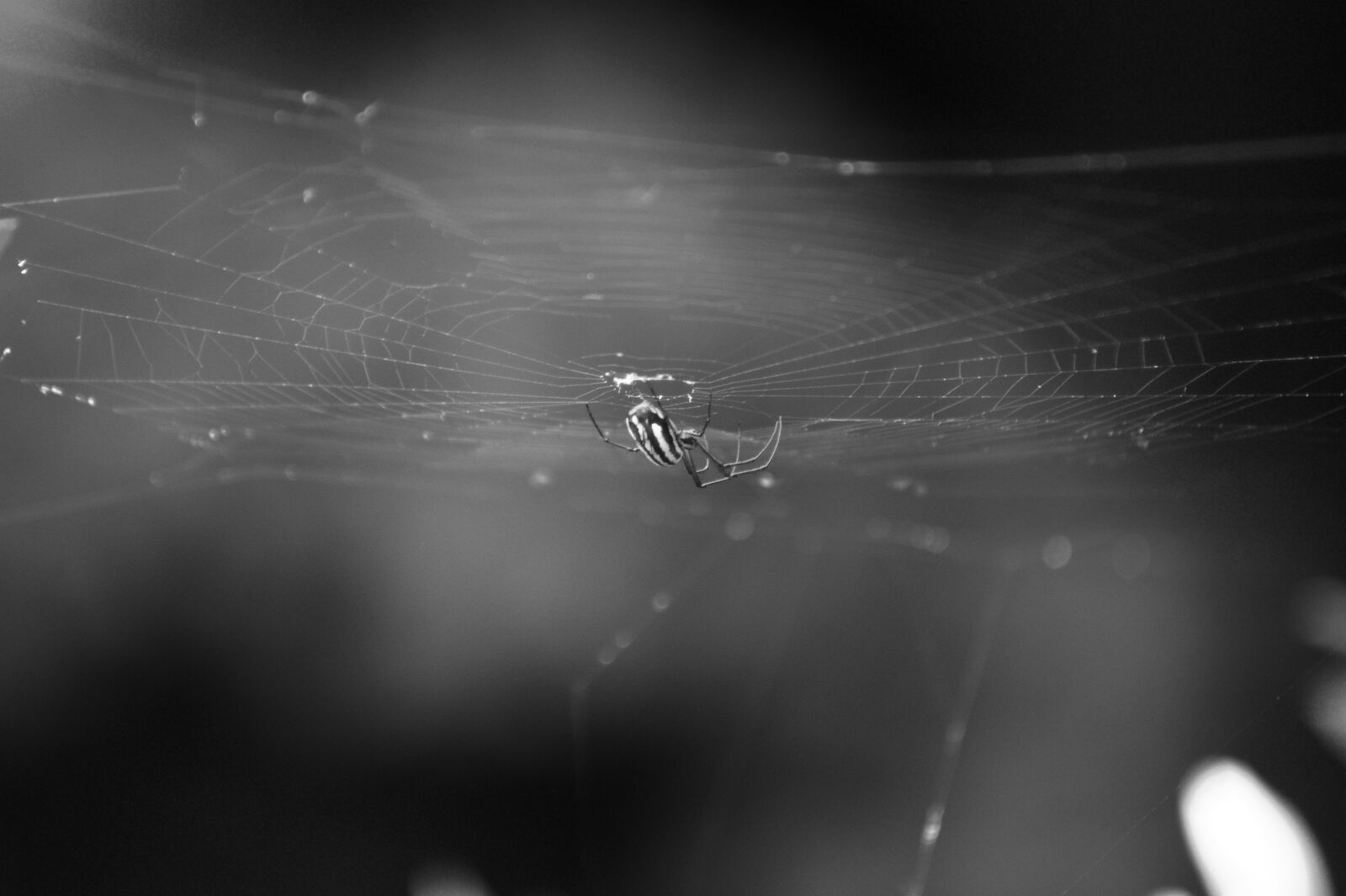 Sony Alpha DSLR-A390 sample photo. The field, nature, landscapes photography