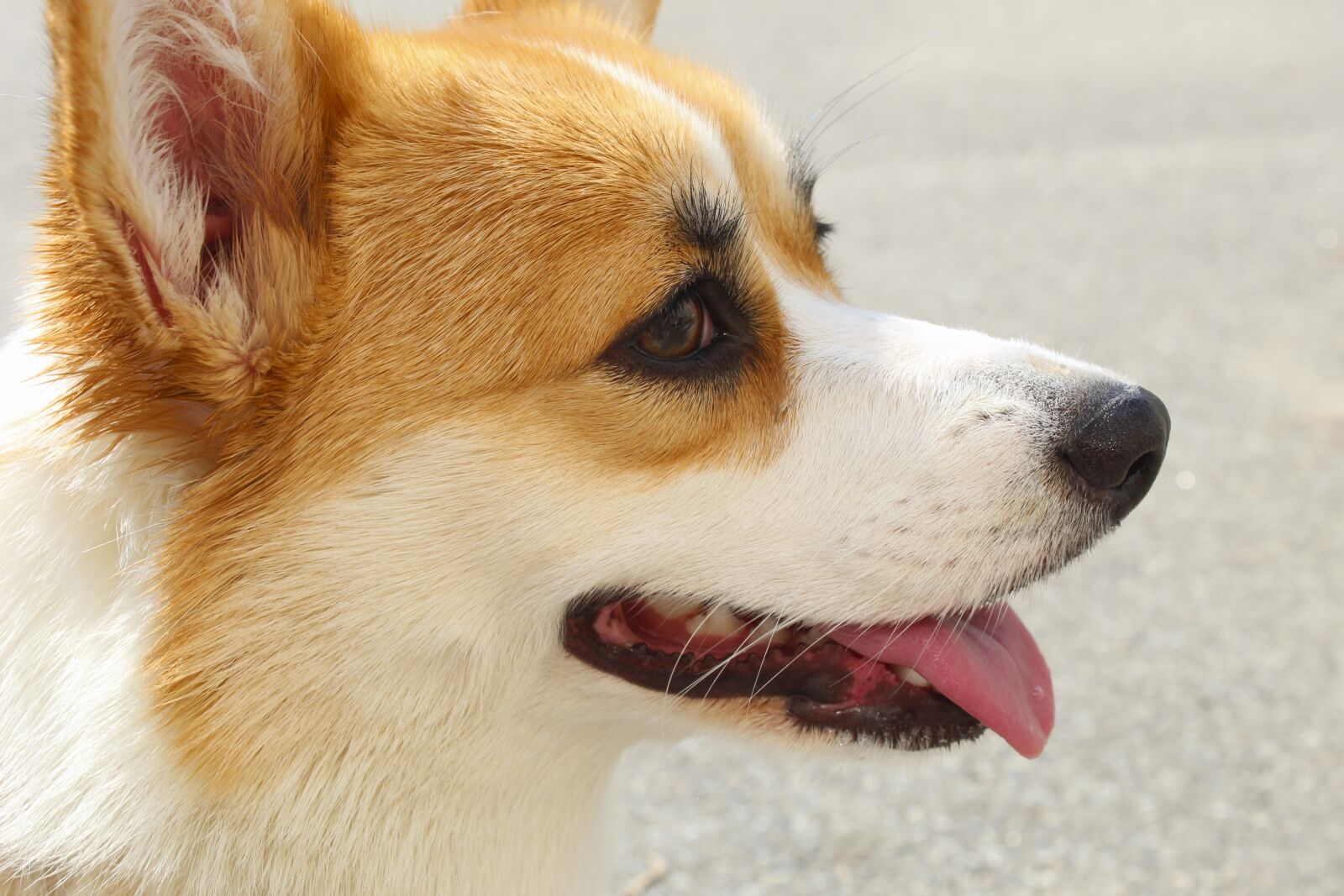 Canon EOS 4000D (EOS Rebel T100 / EOS 3000D) sample photo. Dog, corgi, puppy photography