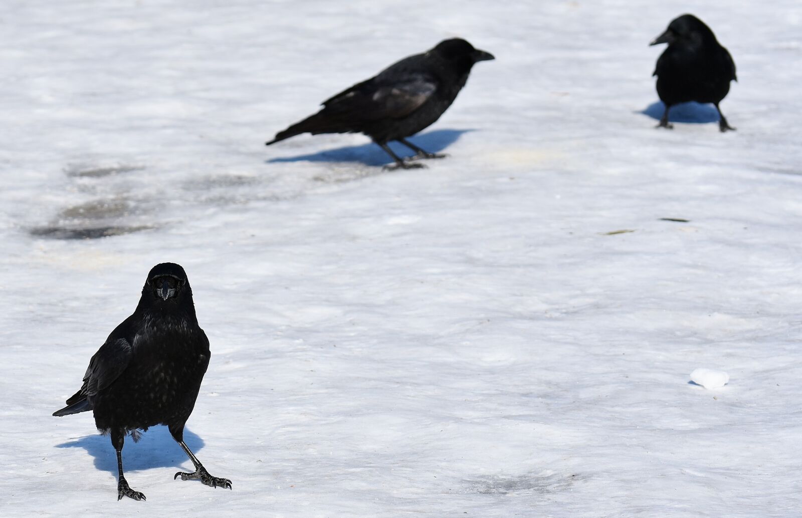 Nikon D7200 sample photo. Crow, snow, winter photography