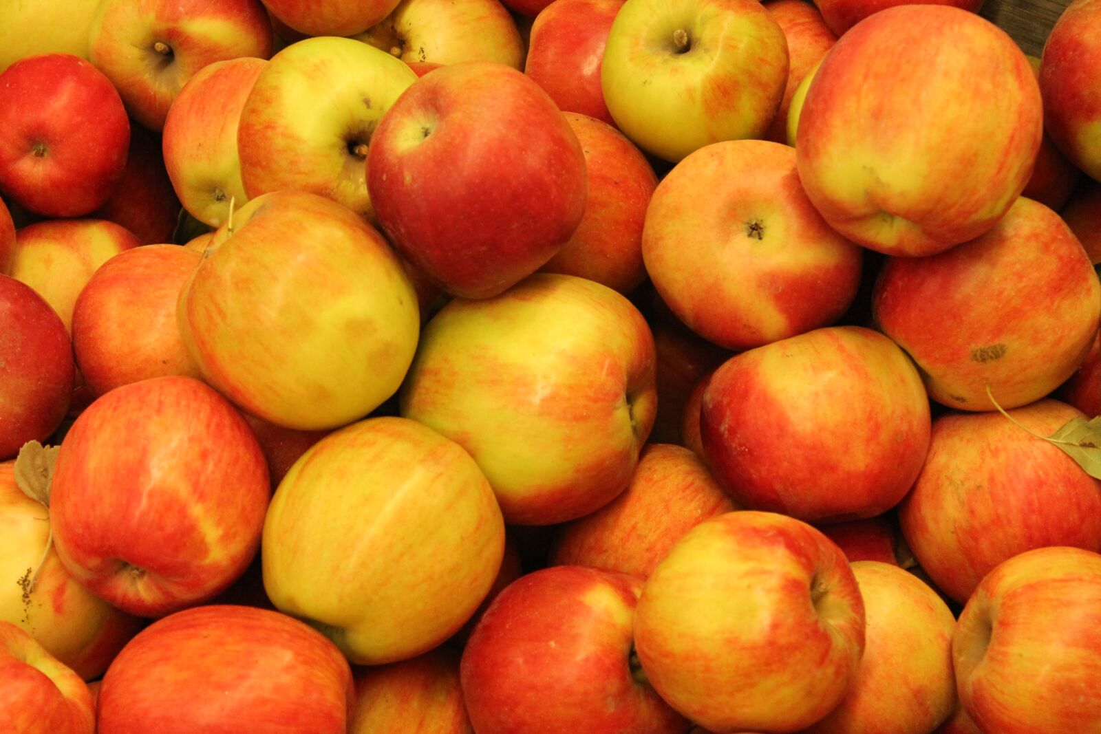 Canon EOS 1100D (EOS Rebel T3 / EOS Kiss X50) sample photo. Apples, red, red apple photography