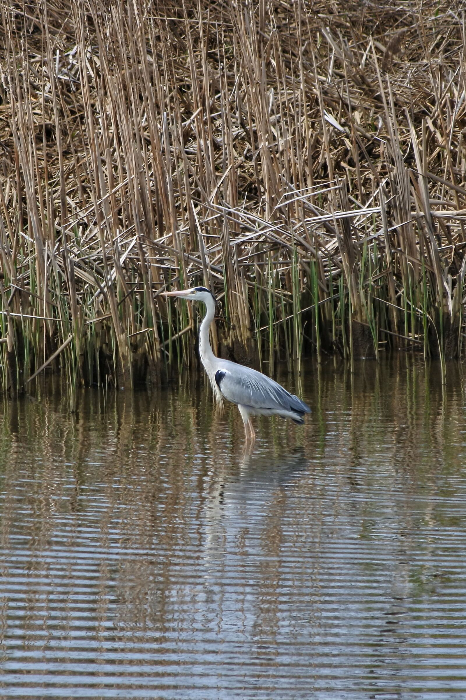 Nikon 1 J5 + VR 55-200mm f/4-5.6G sample photo. Animal, river, marsh photography