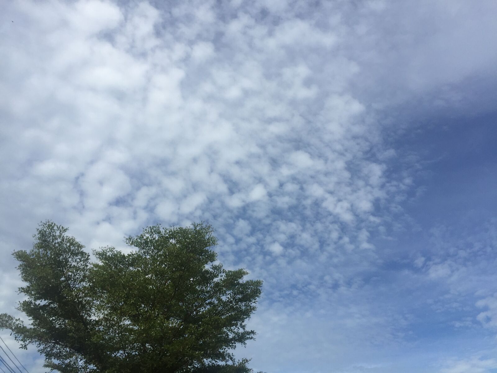 iPhone 6 back camera 4.15mm f/2.2 sample photo. Sky, tree, nature photography