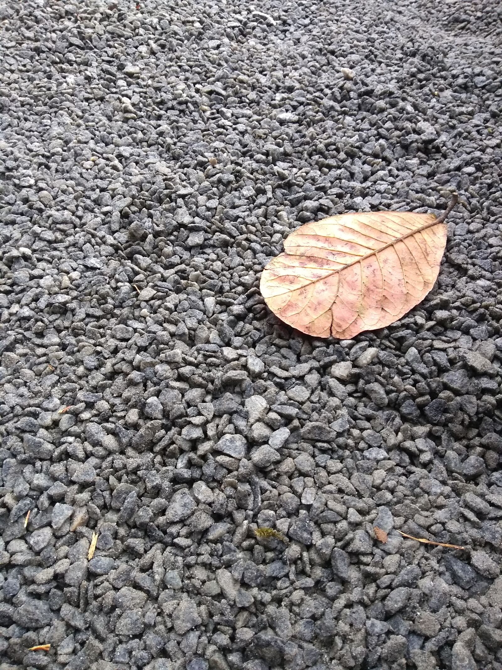 Motorola Moto G (5S) Plus sample photo. Fall, season, leaf photography