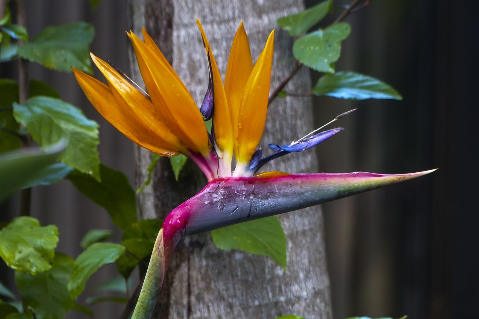 Panasonic Lumix DMC-FZ200 sample photo. Bird of paradise, flower photography
