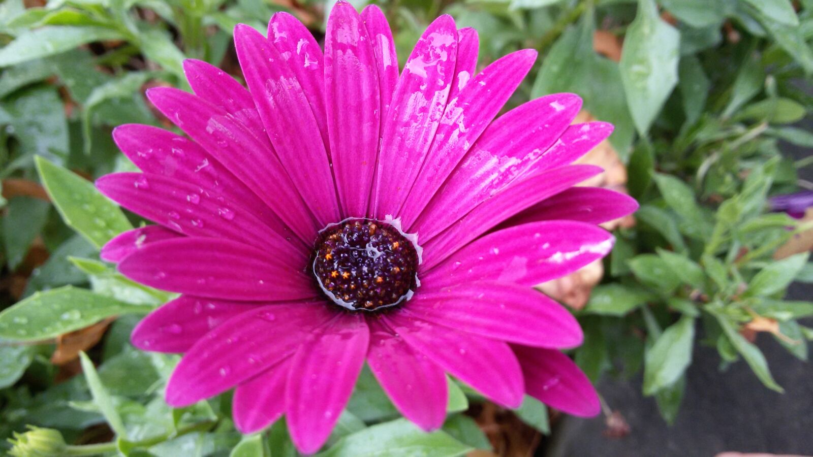 Samsung Galaxy S3 Neo sample photo. Flower, blossom, bloom photography