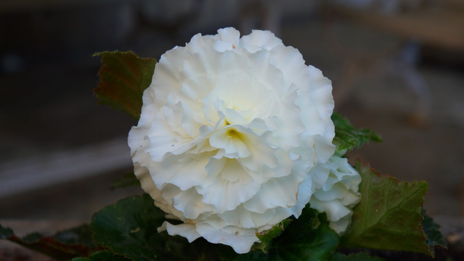 Sony Alpha a3000 + Sony E 18-55mm F3.5-5.6 OSS sample photo. Nature, plants, flower photography