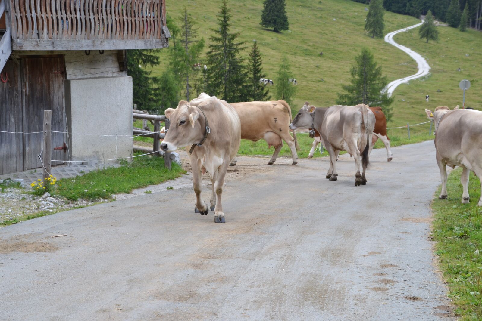 Nikon D3100 sample photo. Alm, alpine hut, nature photography