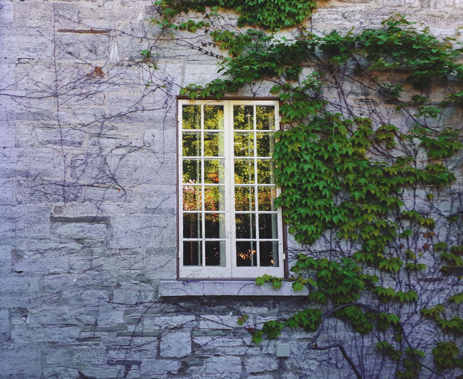 Samsung Galaxy A5(2017) sample photo. Ivy, window, historic photography