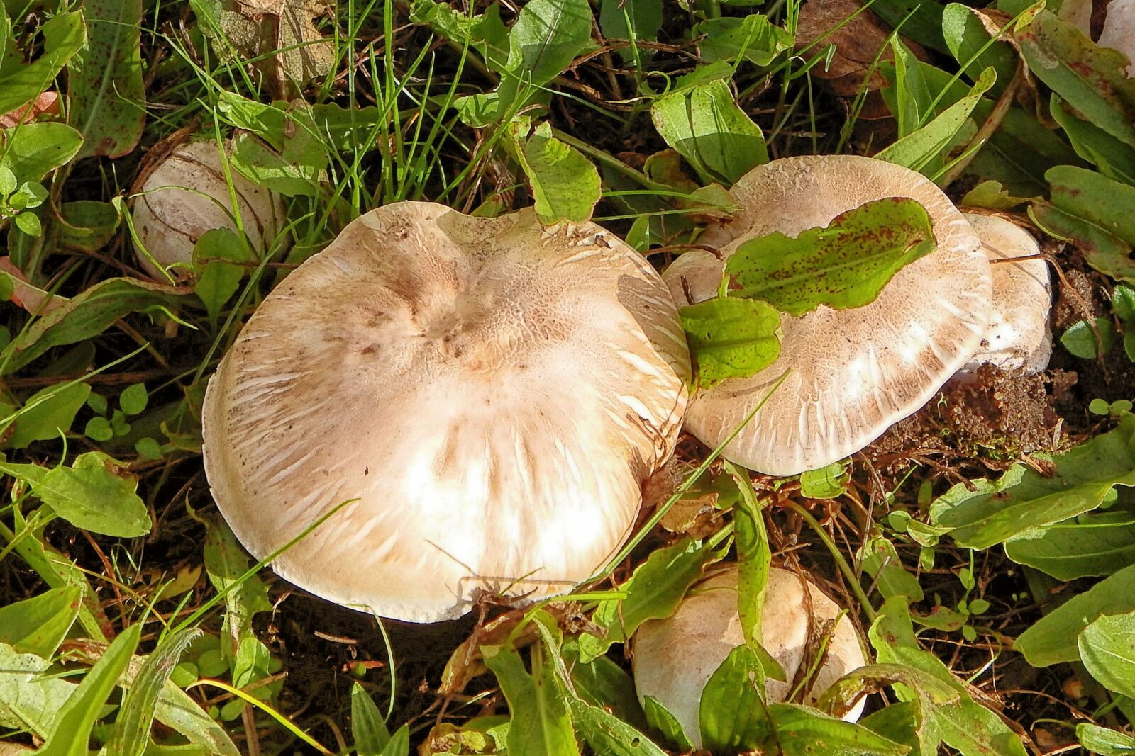 Fujifilm FinePix SL1000 sample photo. Mushroom, meadow, grass photography