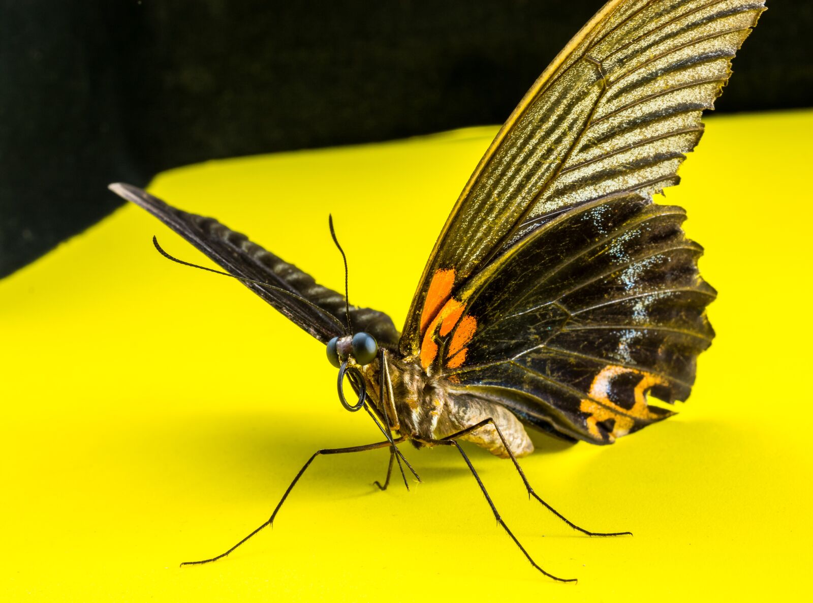 Nikon D5200 sample photo. Butterfly, insect photography