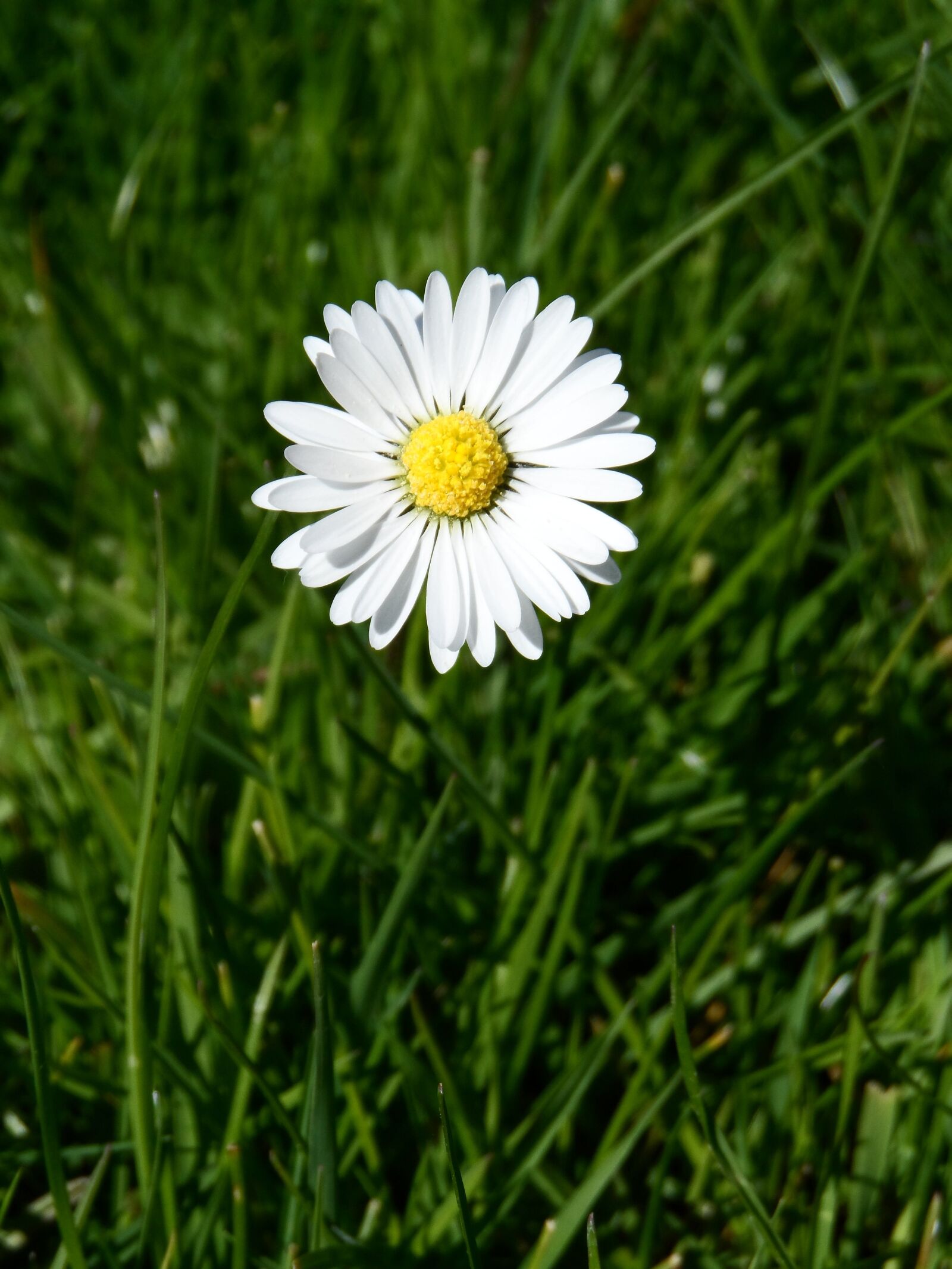 Samsung WB150 / WB150F / WB152 / WB152F / WB151 sample photo. Daisy, white, pointed flower photography