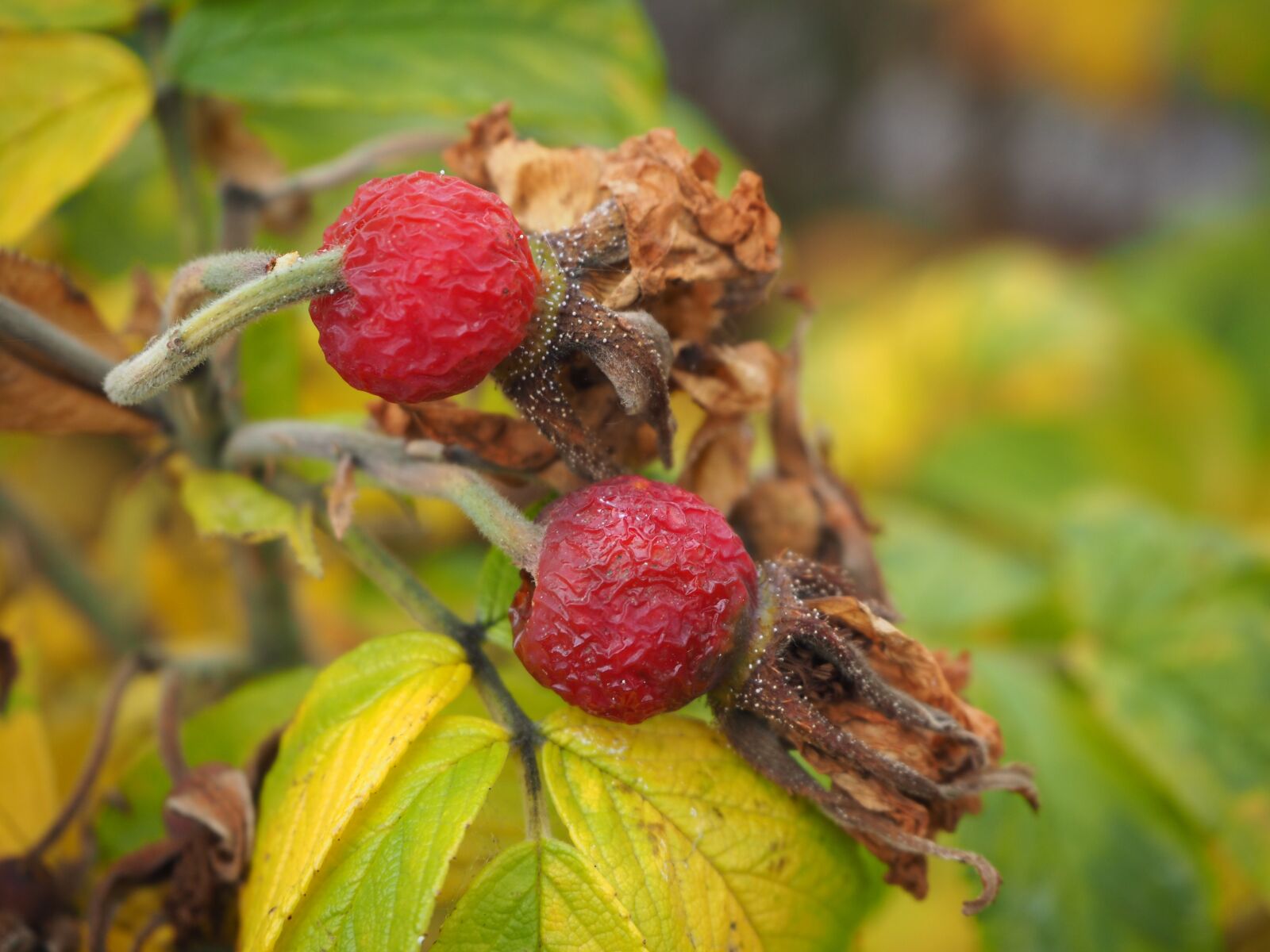 Olympus OM-D E-M10 II sample photo. Rose hip, potato rose photography