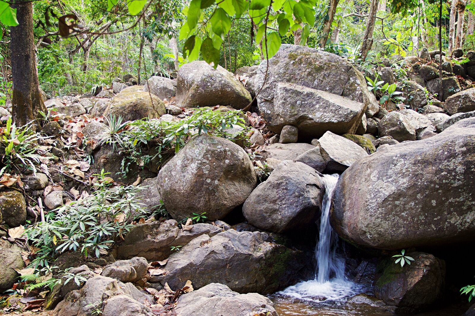 Canon EOS 600D (Rebel EOS T3i / EOS Kiss X5) sample photo. Chiang rai, thailand, park photography