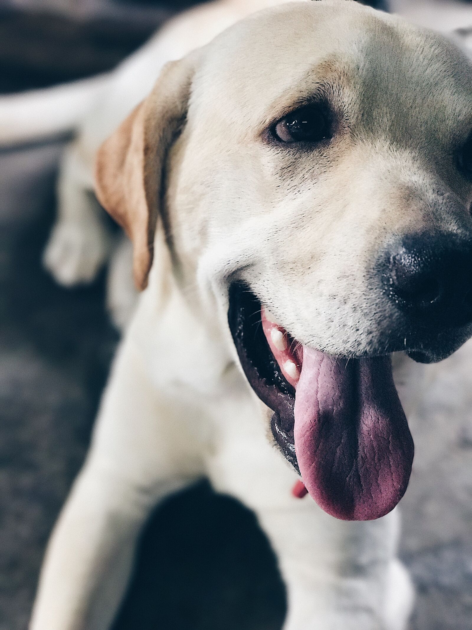 Apple iPhone 7 Plus sample photo. Closeup, photo, of, white photography